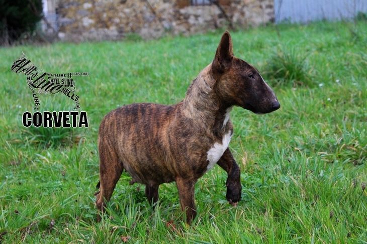 Corveta of sirmiland