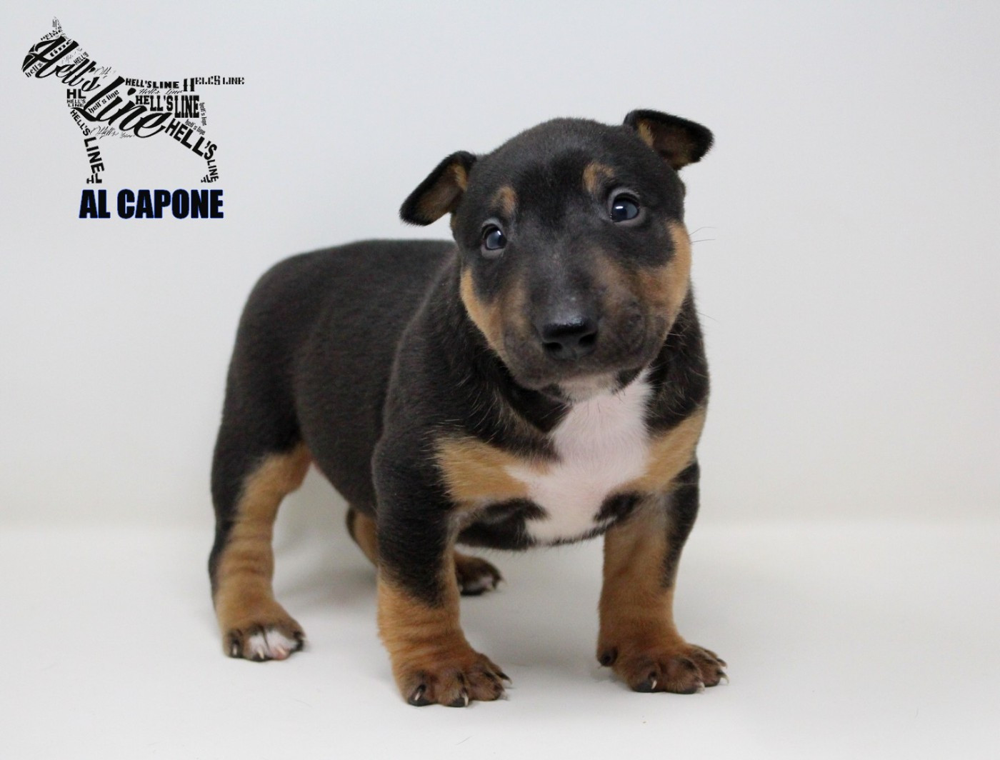 hell's line - Chiots disponibles - Bull Terrier Miniature