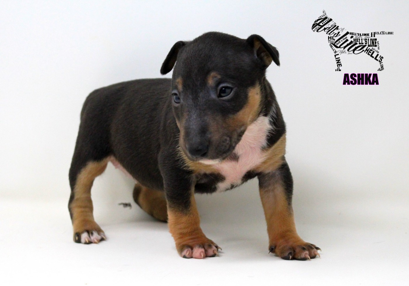 hell's line - Chiots disponibles - Bull Terrier Miniature