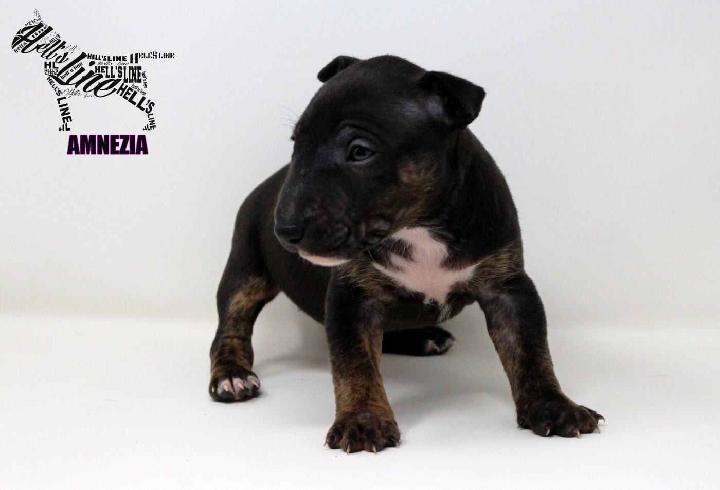 hell's line - Chiots disponibles - Bull Terrier Miniature