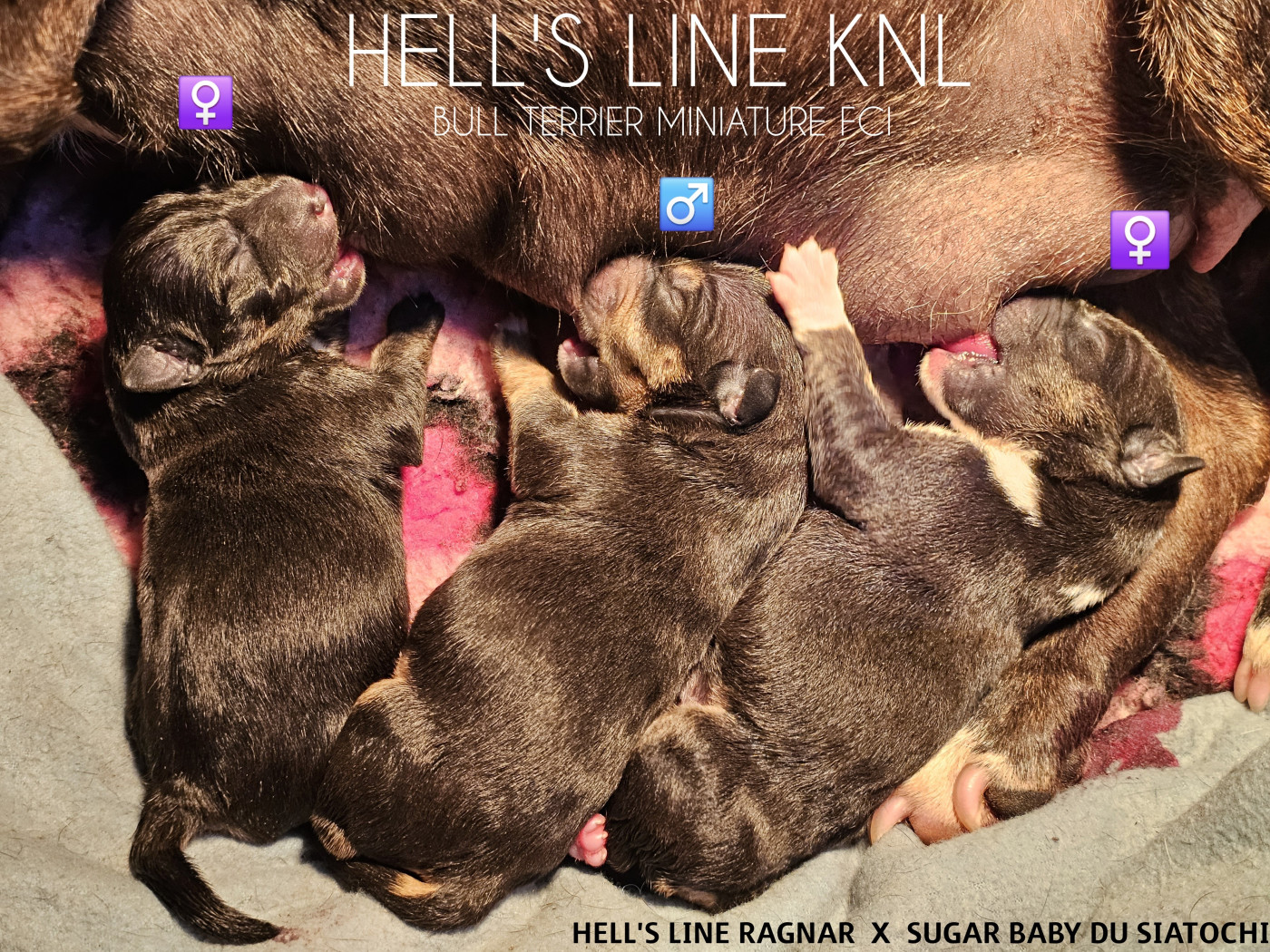 Chiot Bull Terrier Miniature hell's line