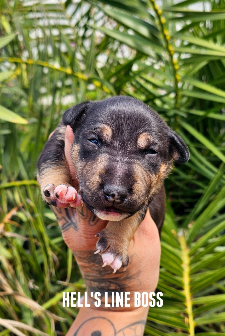 hell's line - Chiots disponibles - Bull Terrier Miniature
