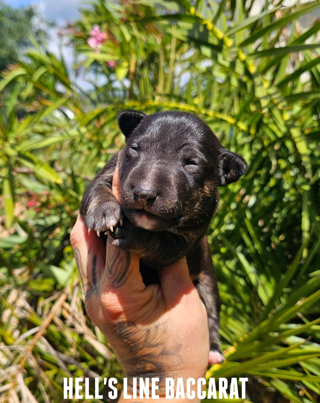 hell's line - Chiots disponibles - Bull Terrier Miniature