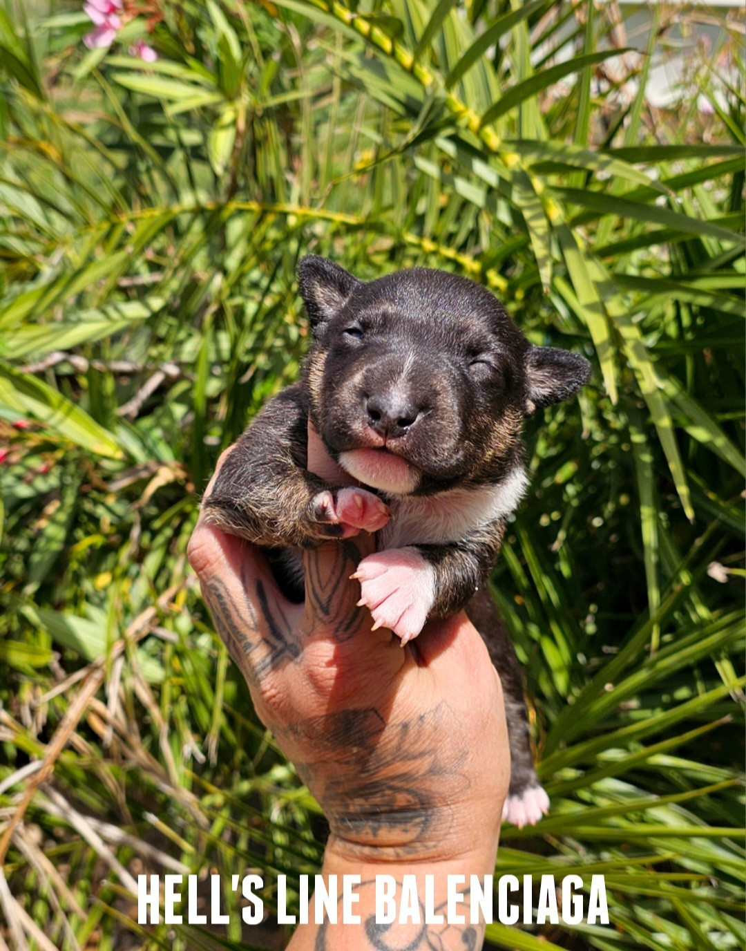 hell's line - Chiots disponibles - Bull Terrier Miniature
