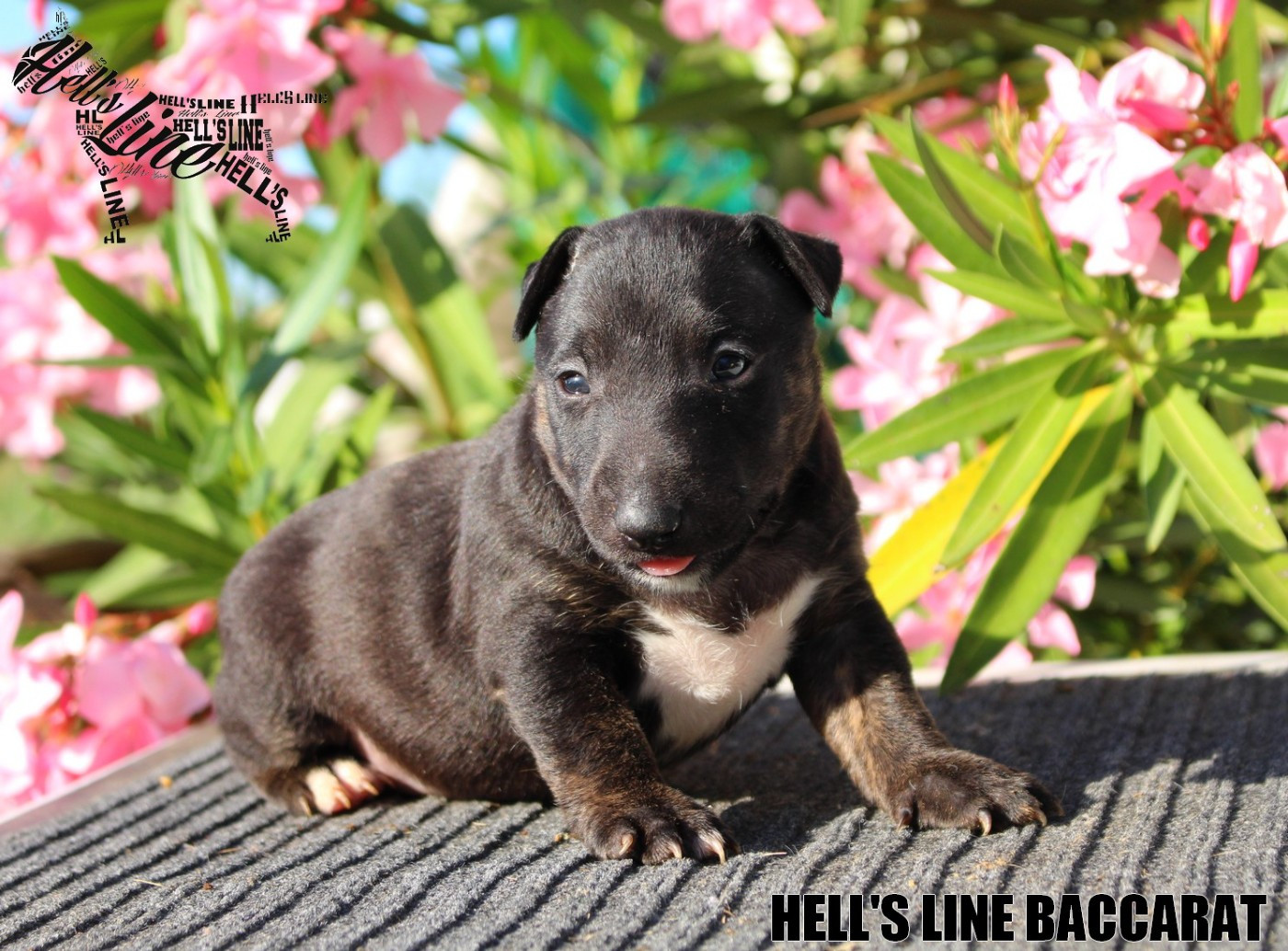 hell's line - Chiots disponibles - Bull Terrier Miniature