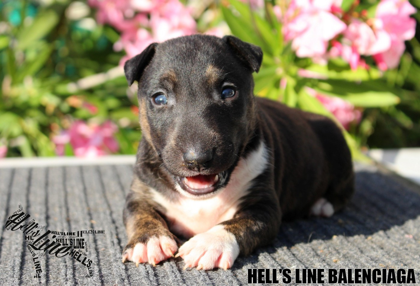 hell's line - Chiots disponibles - Bull Terrier Miniature