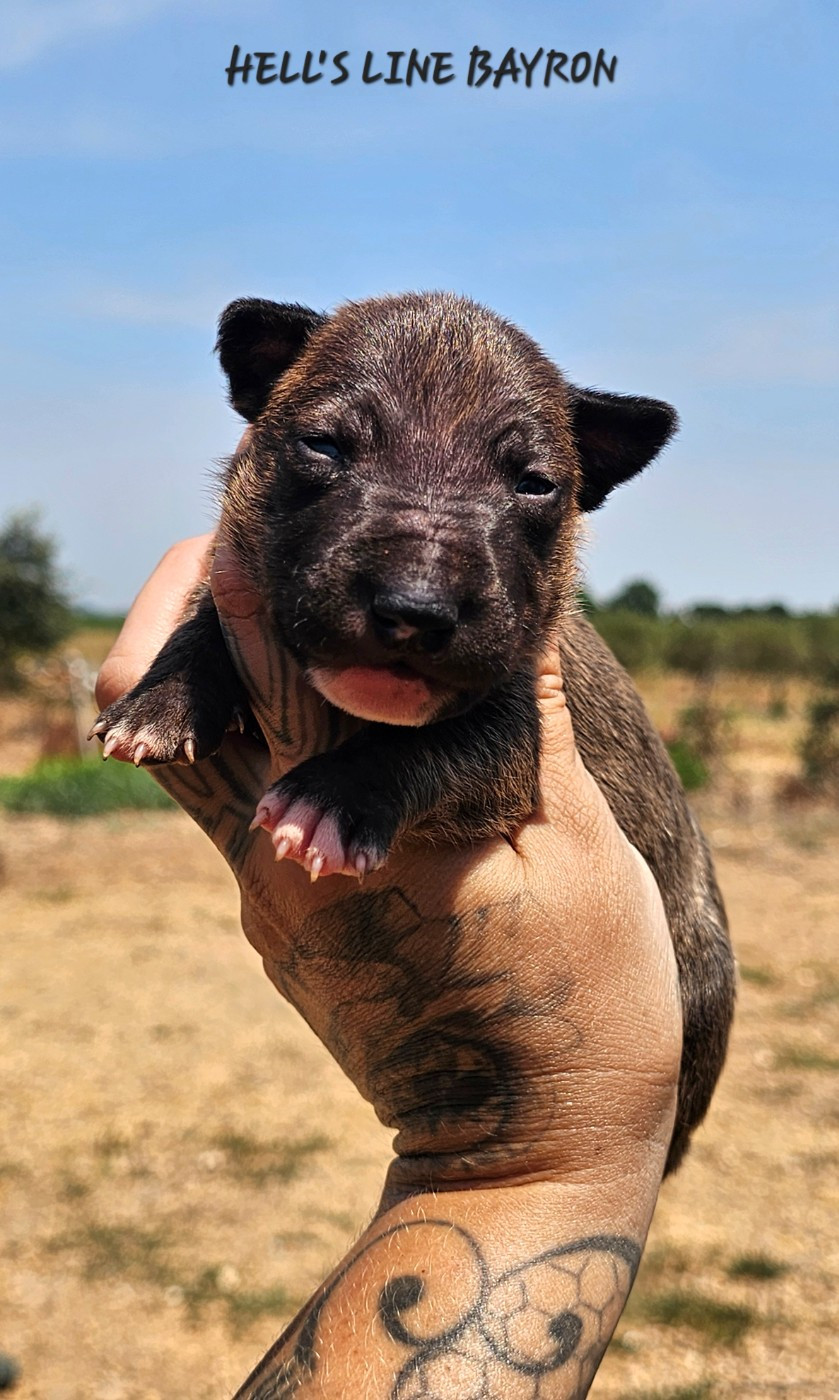hell's line - Chiots disponibles - Bull Terrier Miniature