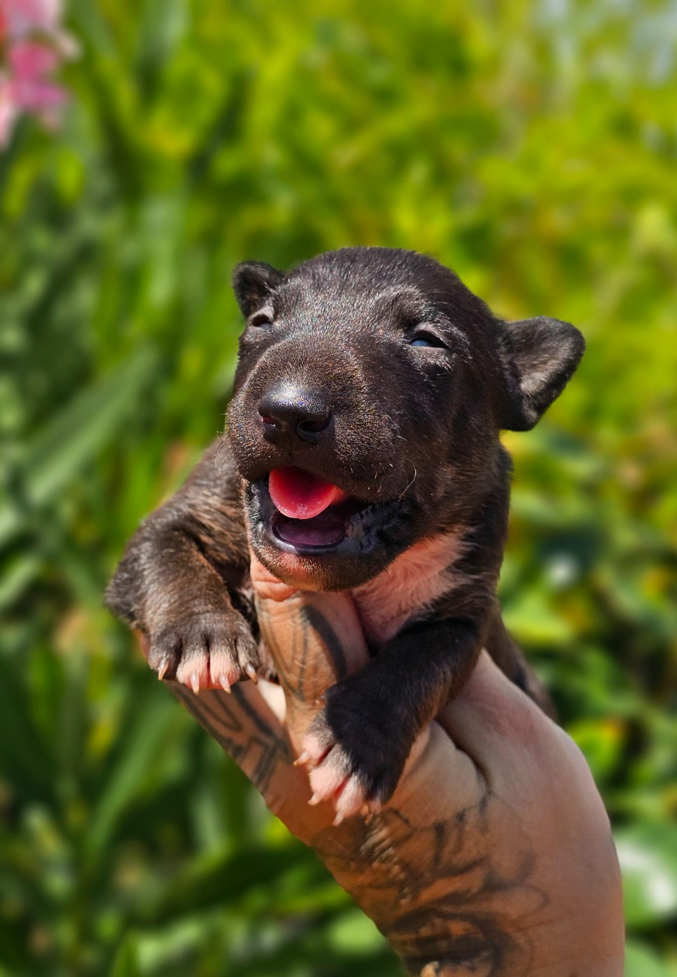 Chiot Bull Terrier Miniature hell's line