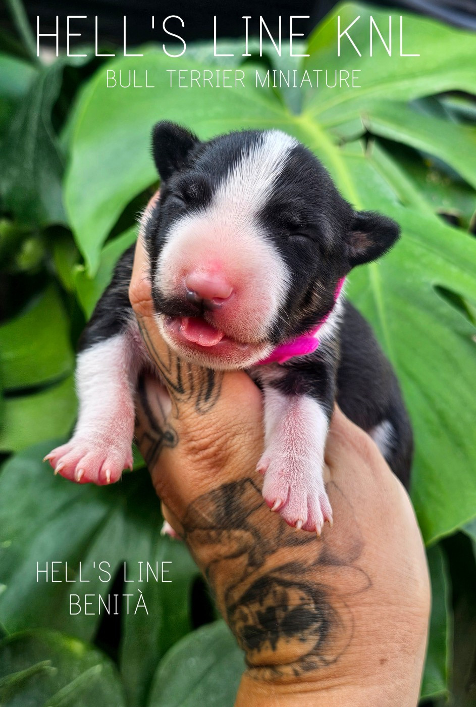 hell's line - Chiots disponibles - Bull Terrier Miniature
