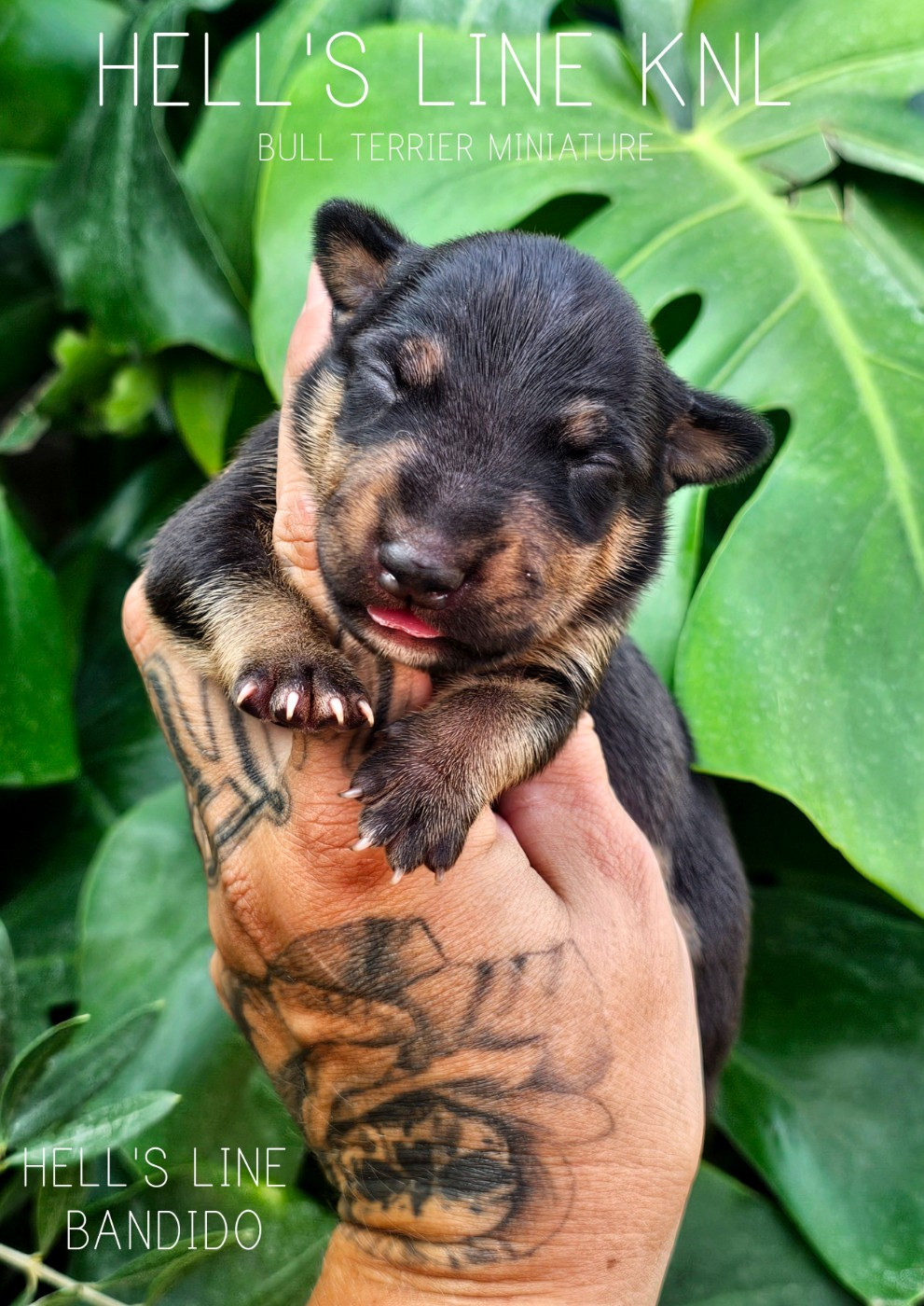 hell's line - Chiots disponibles - Bull Terrier Miniature