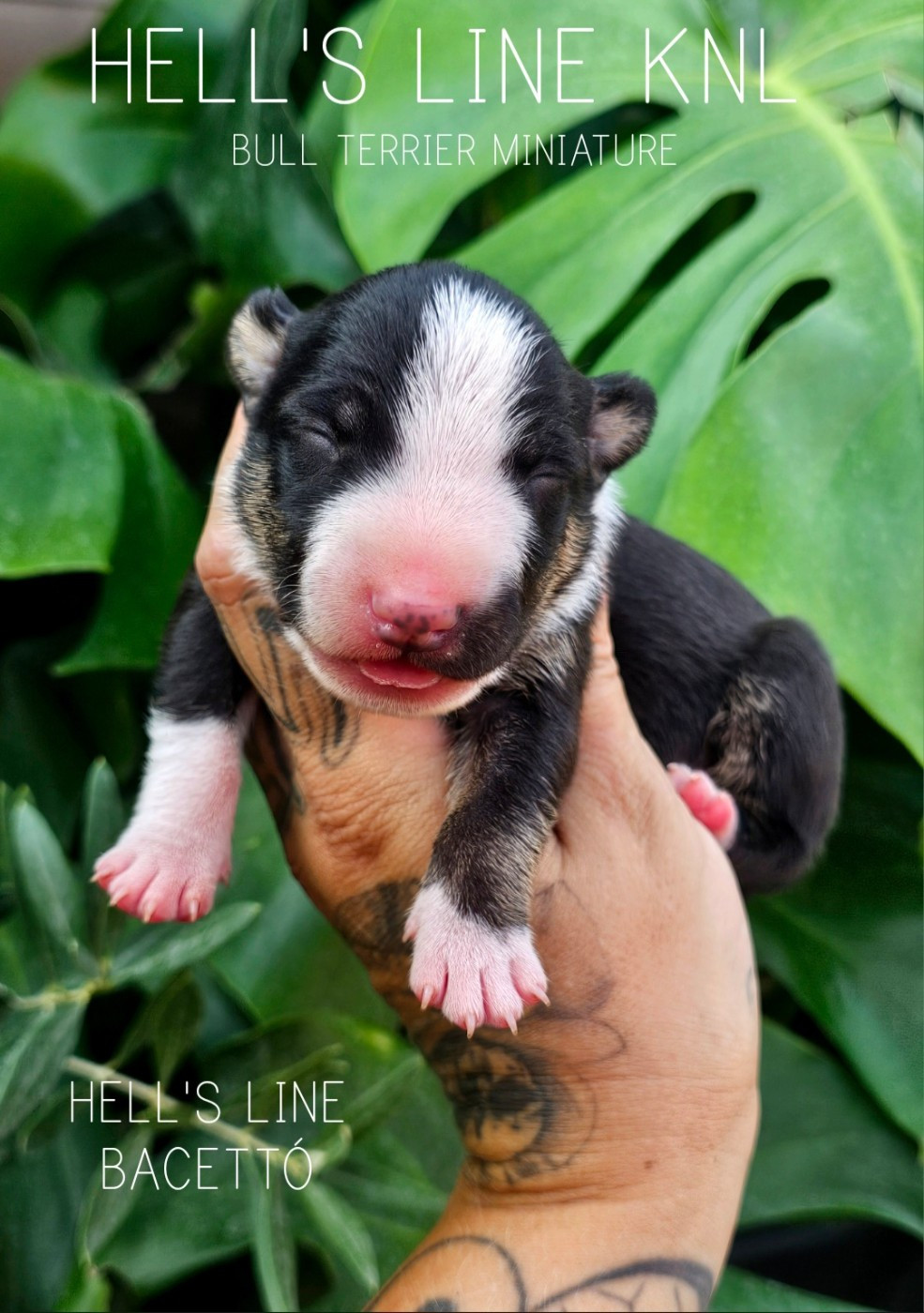 hell's line - Chiots disponibles - Bull Terrier Miniature