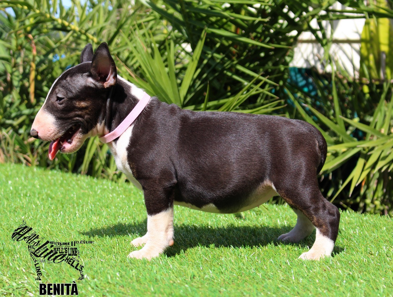 hell's line - Chiots disponibles - Bull Terrier Miniature