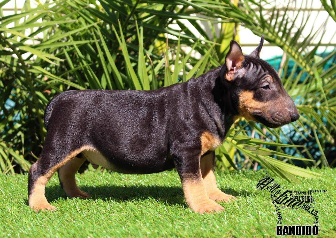 hell's line - Chiots disponibles - Bull Terrier Miniature