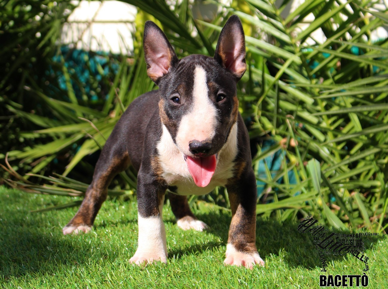 hell's line - Chiots disponibles - Bull Terrier Miniature