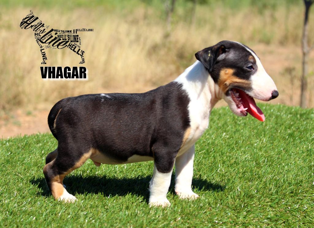 hell's line - Bull Terrier Miniature - Portée née le 01/06/2024