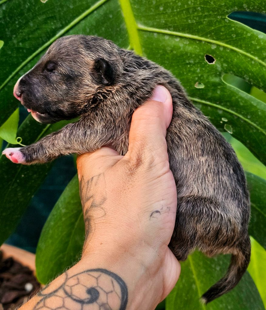 hell's line - Bull Terrier Miniature - Portée née le 21/07/2024