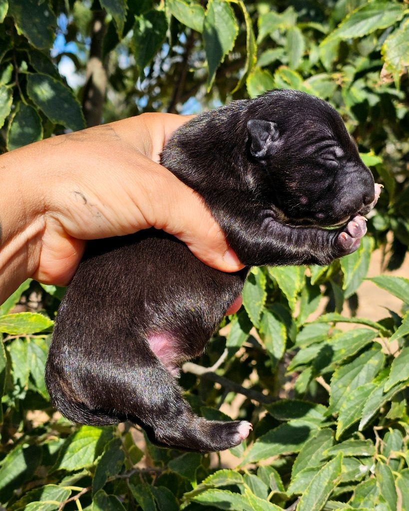 hell's line - Chiots disponibles - Bull Terrier Miniature