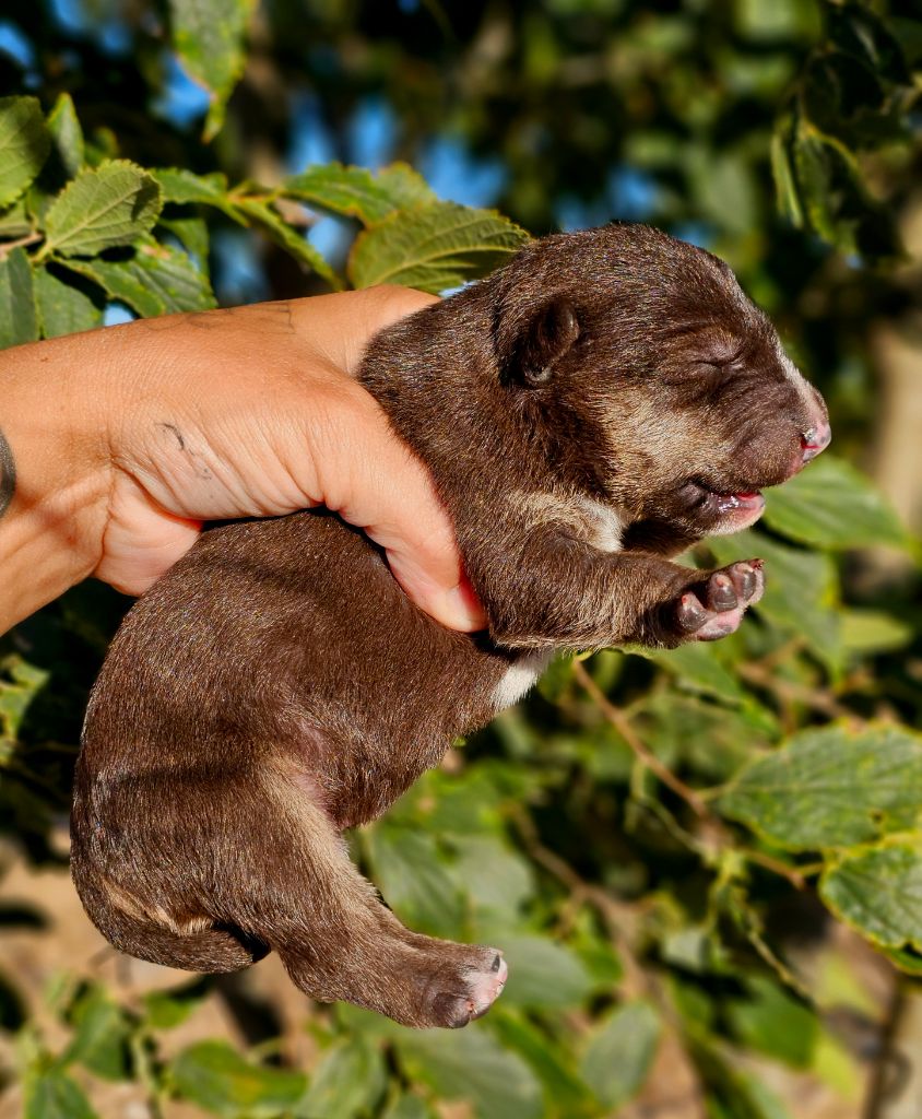 hell's line - Chiots disponibles - Bull Terrier Miniature