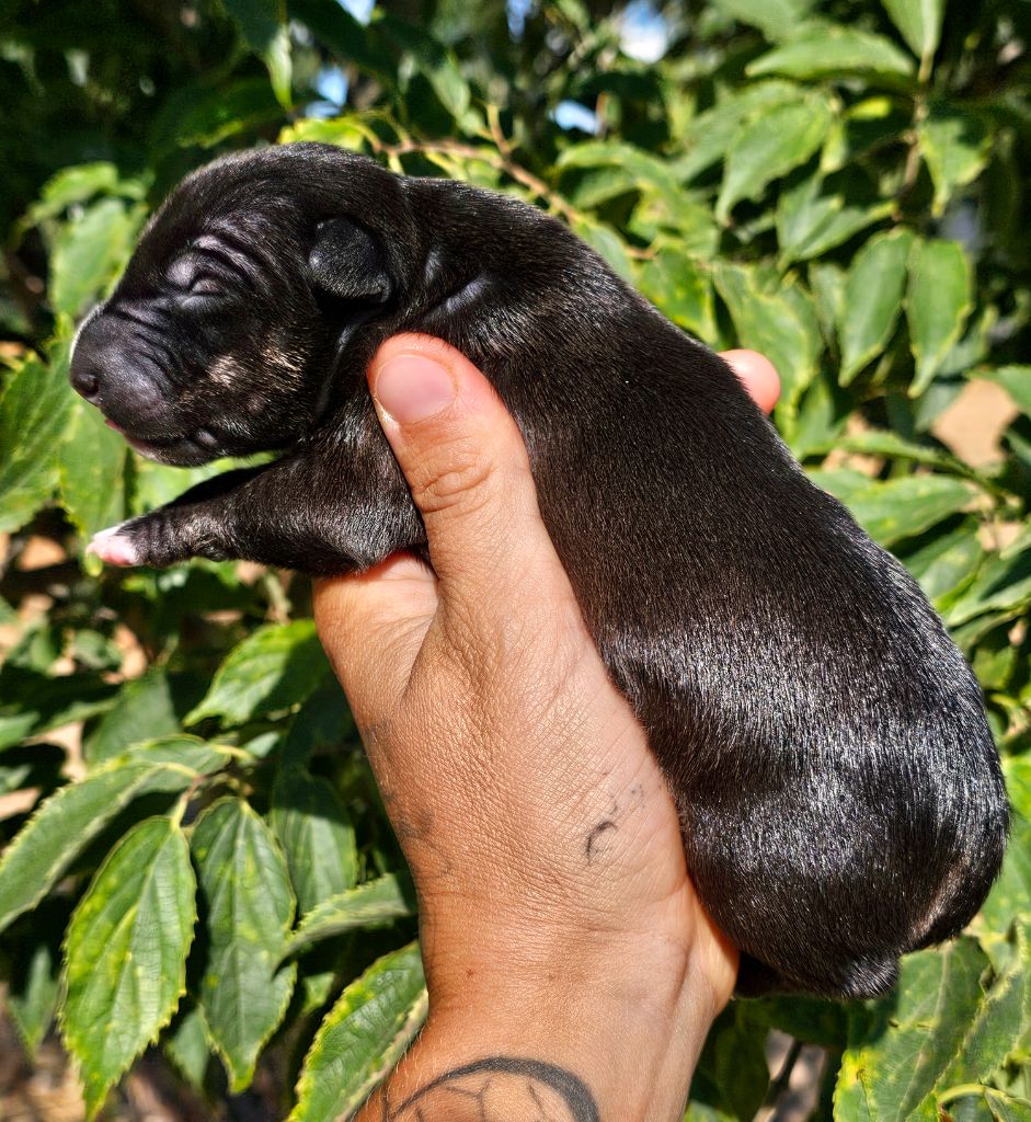 hell's line - Chiots disponibles - Bull Terrier Miniature