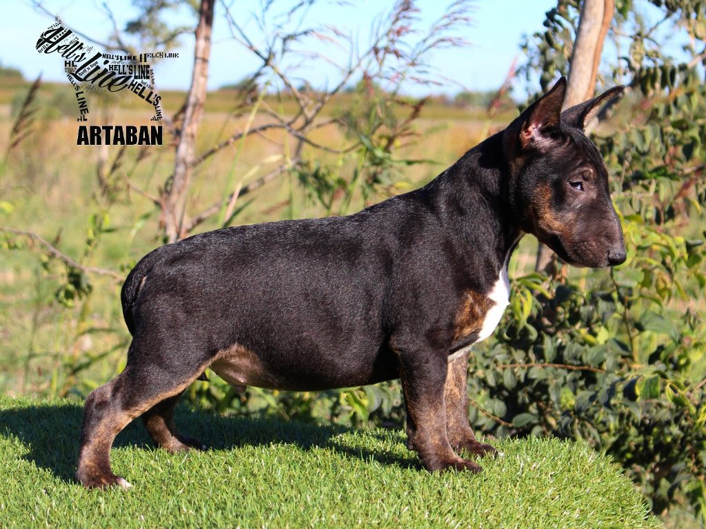 hell's line - Chiots disponibles - Bull Terrier Miniature