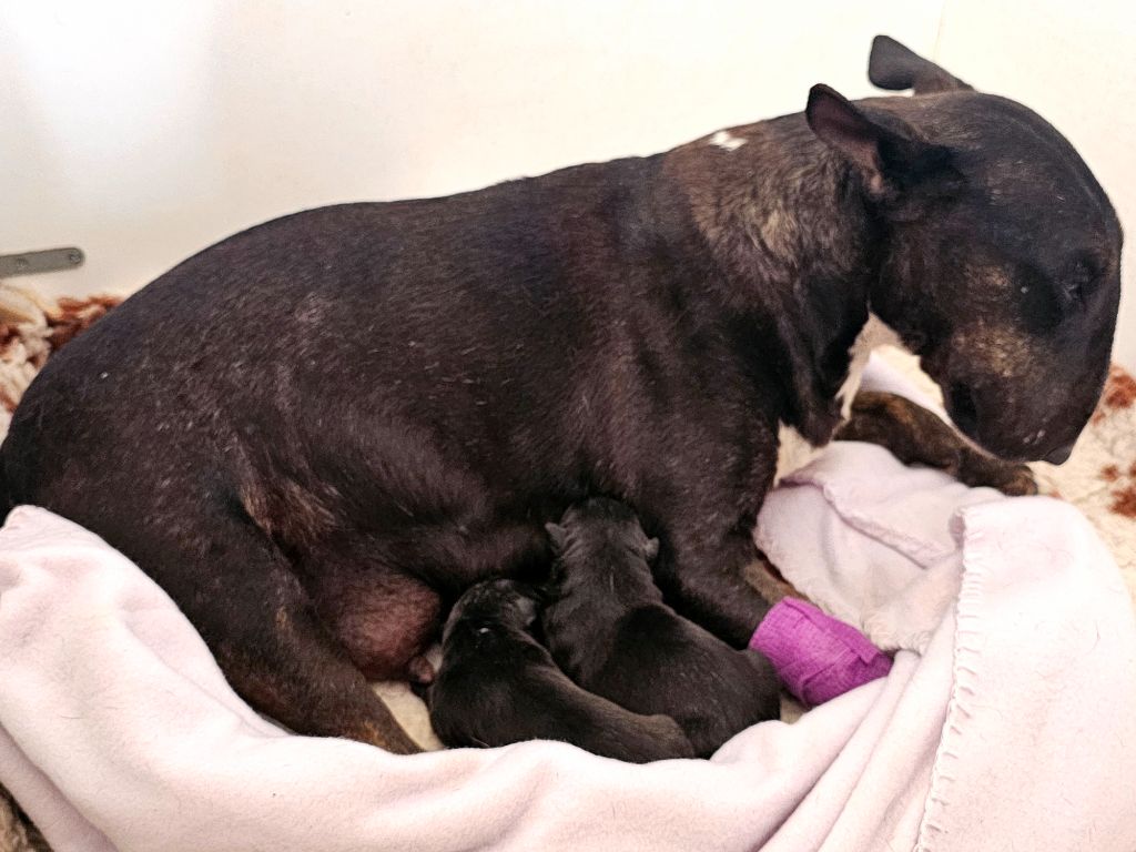 Chiot Bull Terrier Miniature hell's line