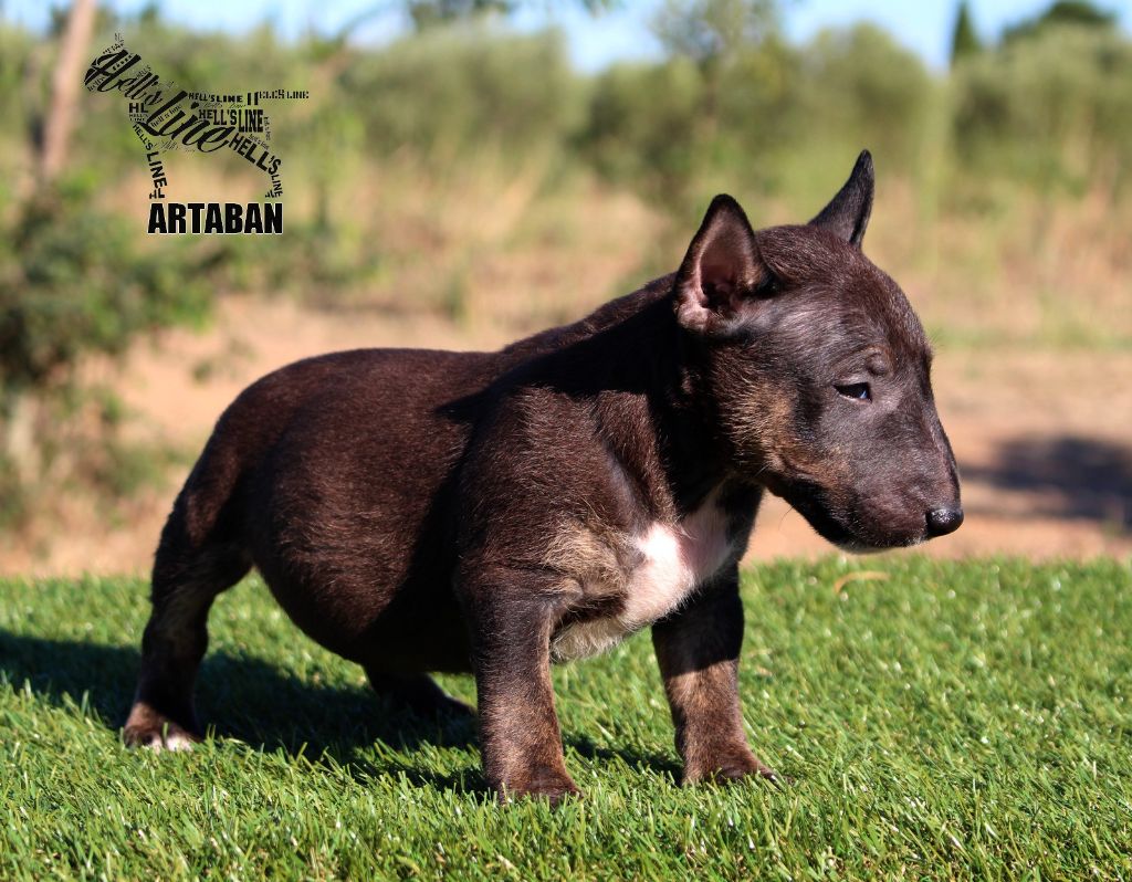 hell's line - Chiots disponibles - Bull Terrier Miniature