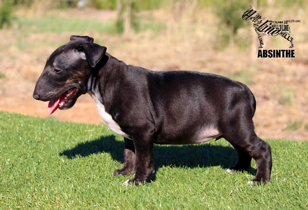 hell's line - Chiots disponibles - Bull Terrier Miniature